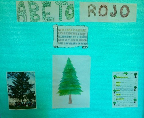 abetorojo1.jpg